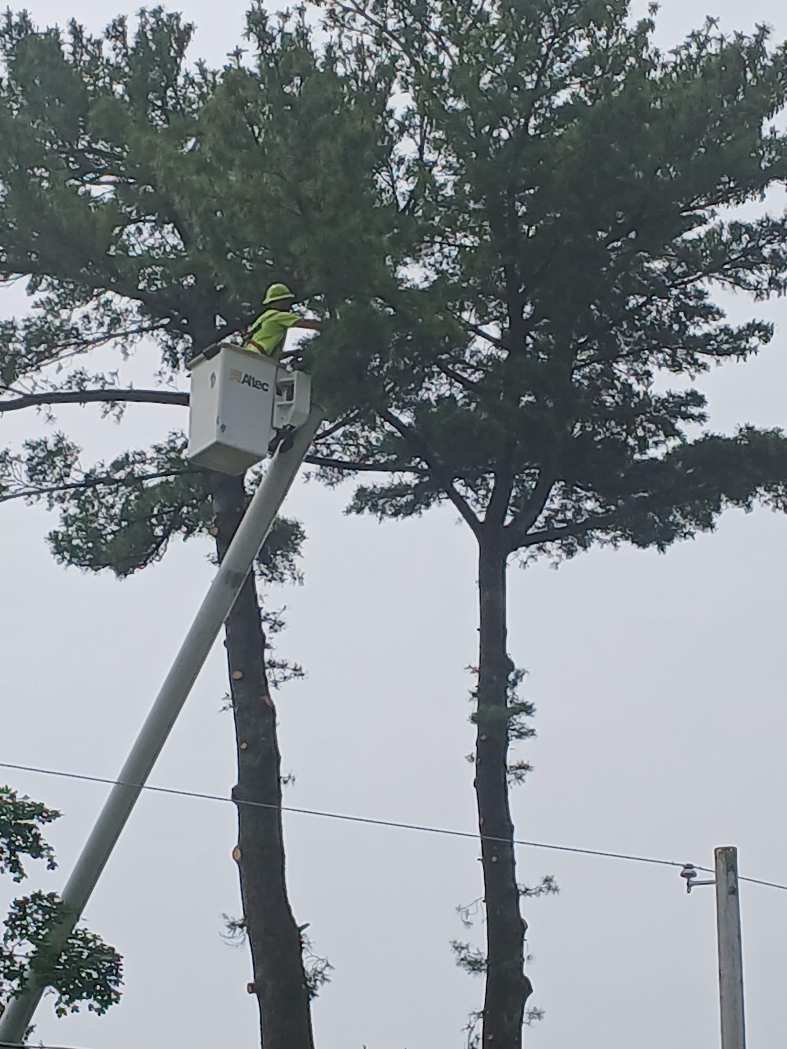Lift cutting tree