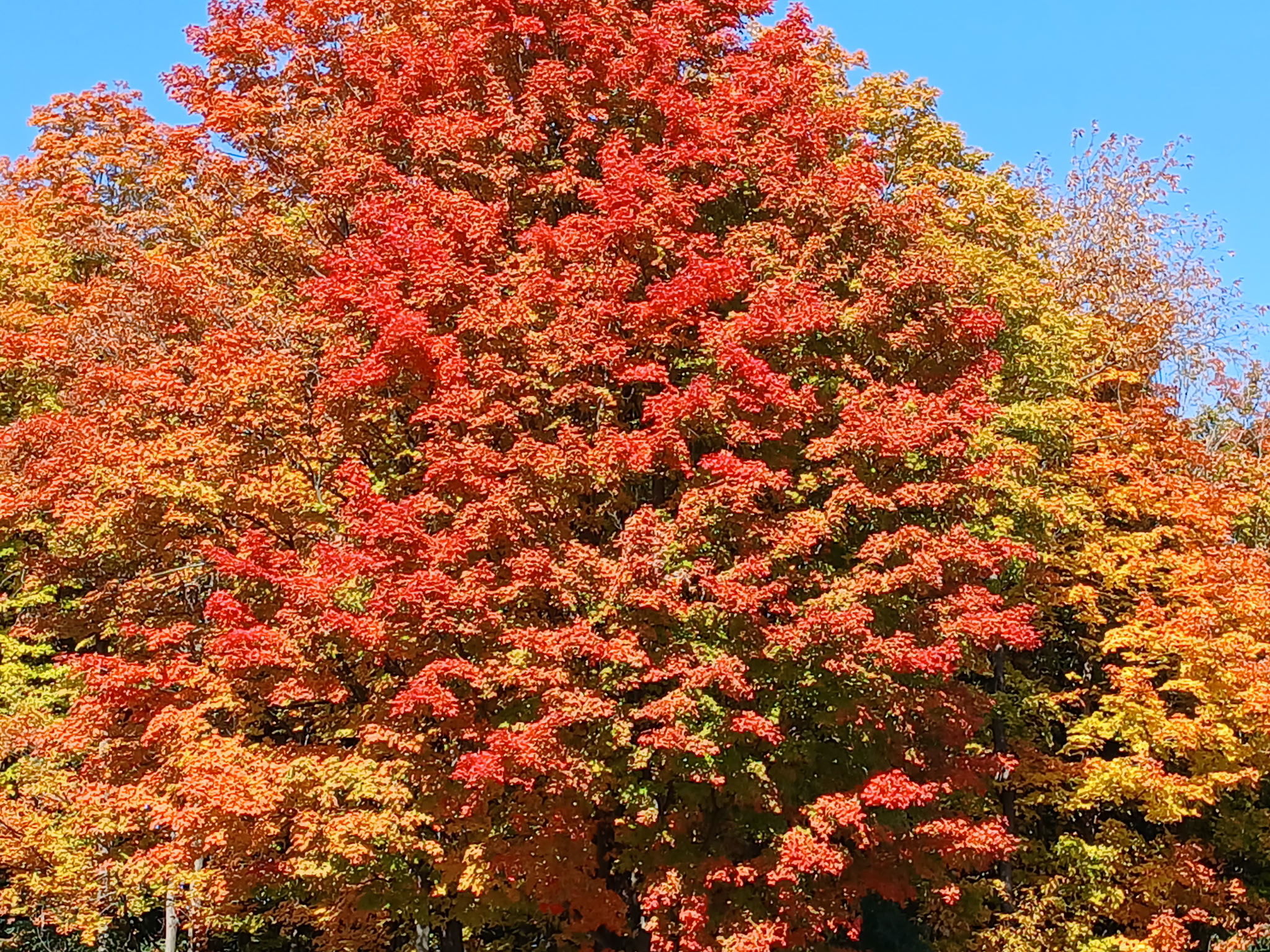 Fall trees