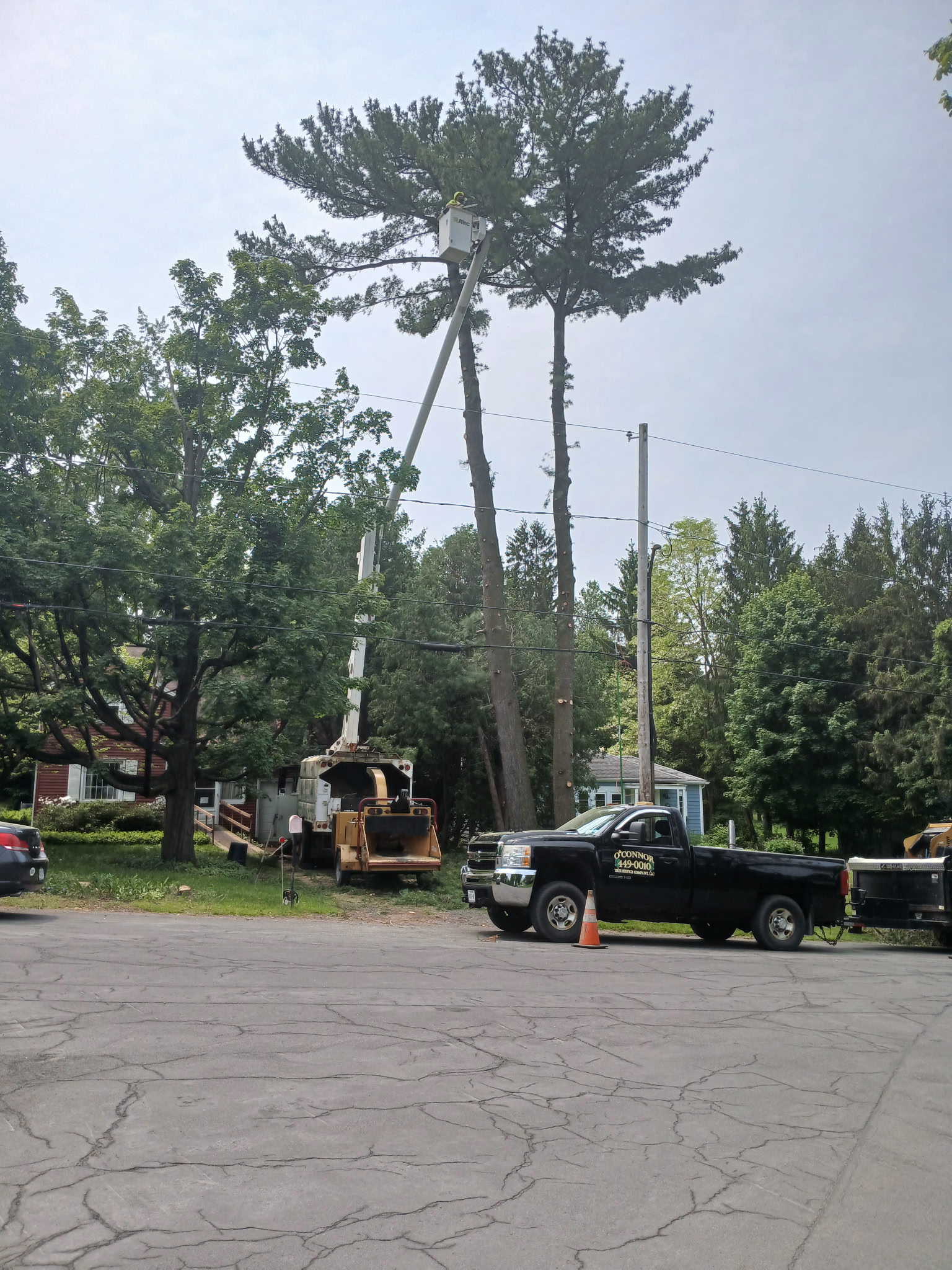 Tree removal