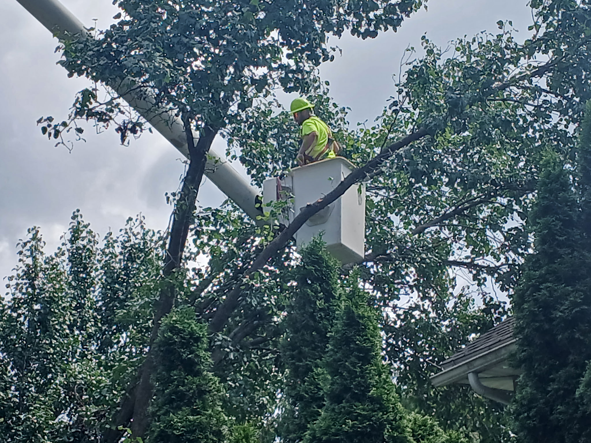 High branch work